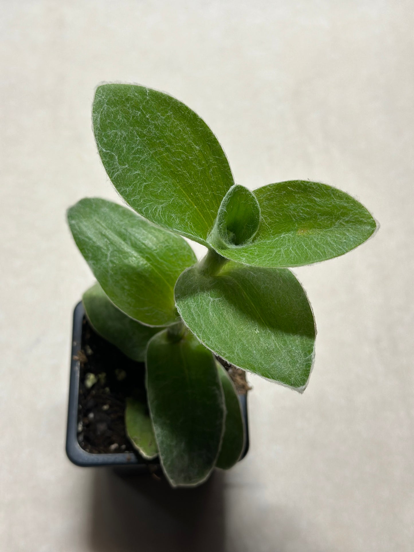 Tradescantia sillamontana "Cobweb Spiderwort"