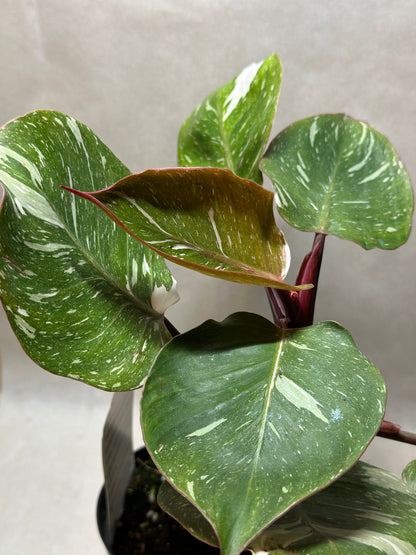 Philodendron 'White Knight Galaxy'