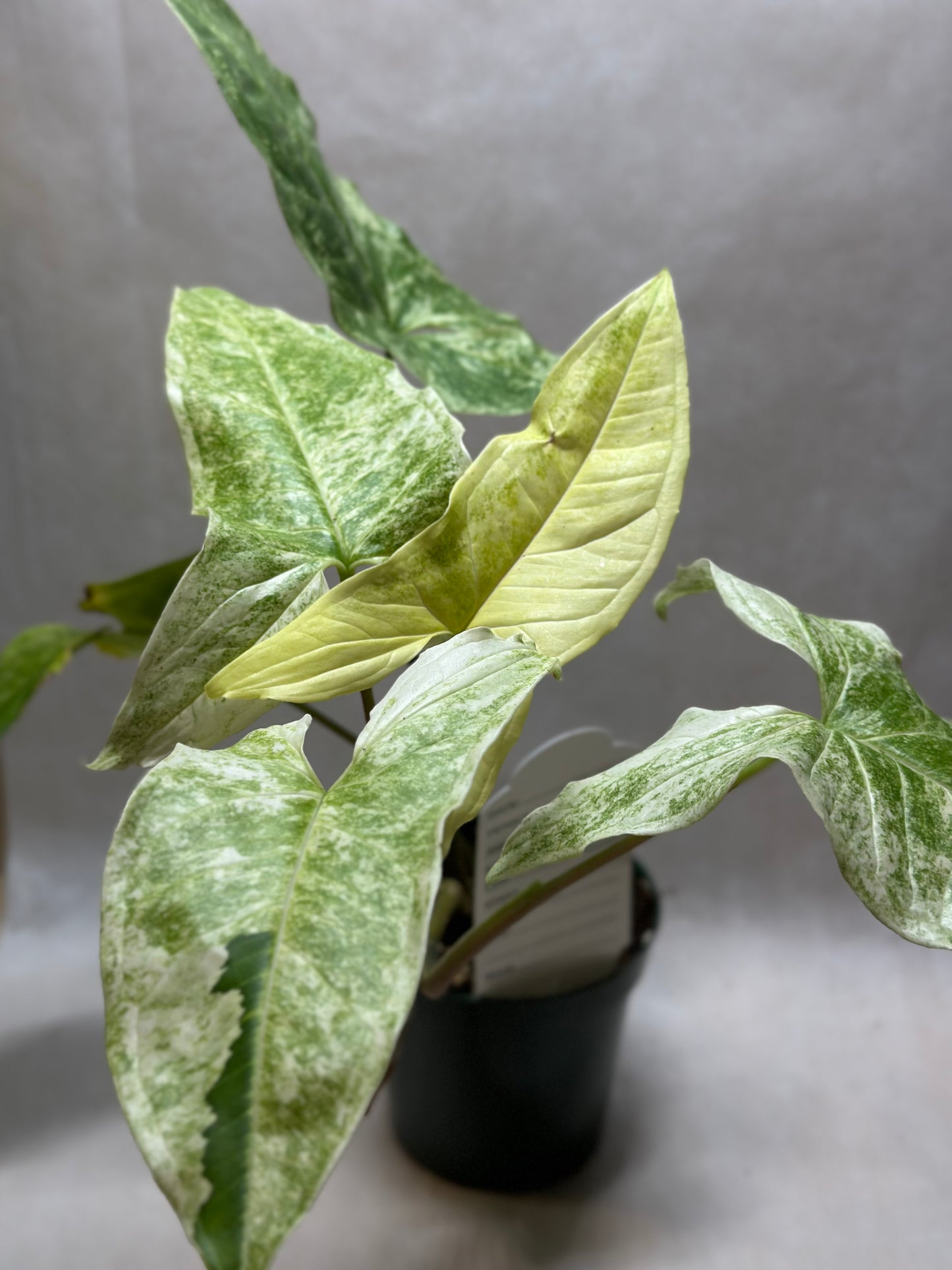 Syngonium podophyllum 'Batik' variegata