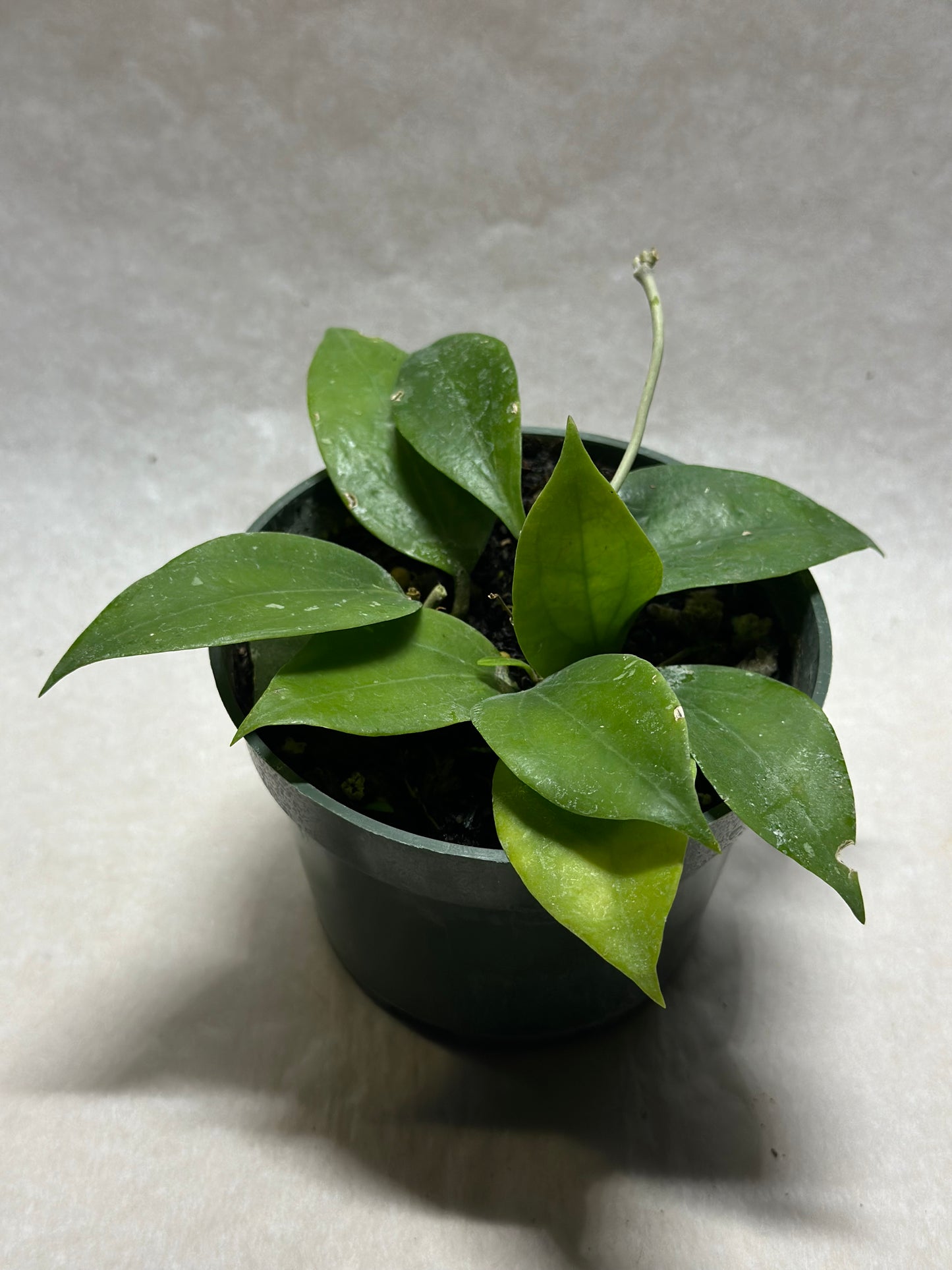 Hoya limoniaca