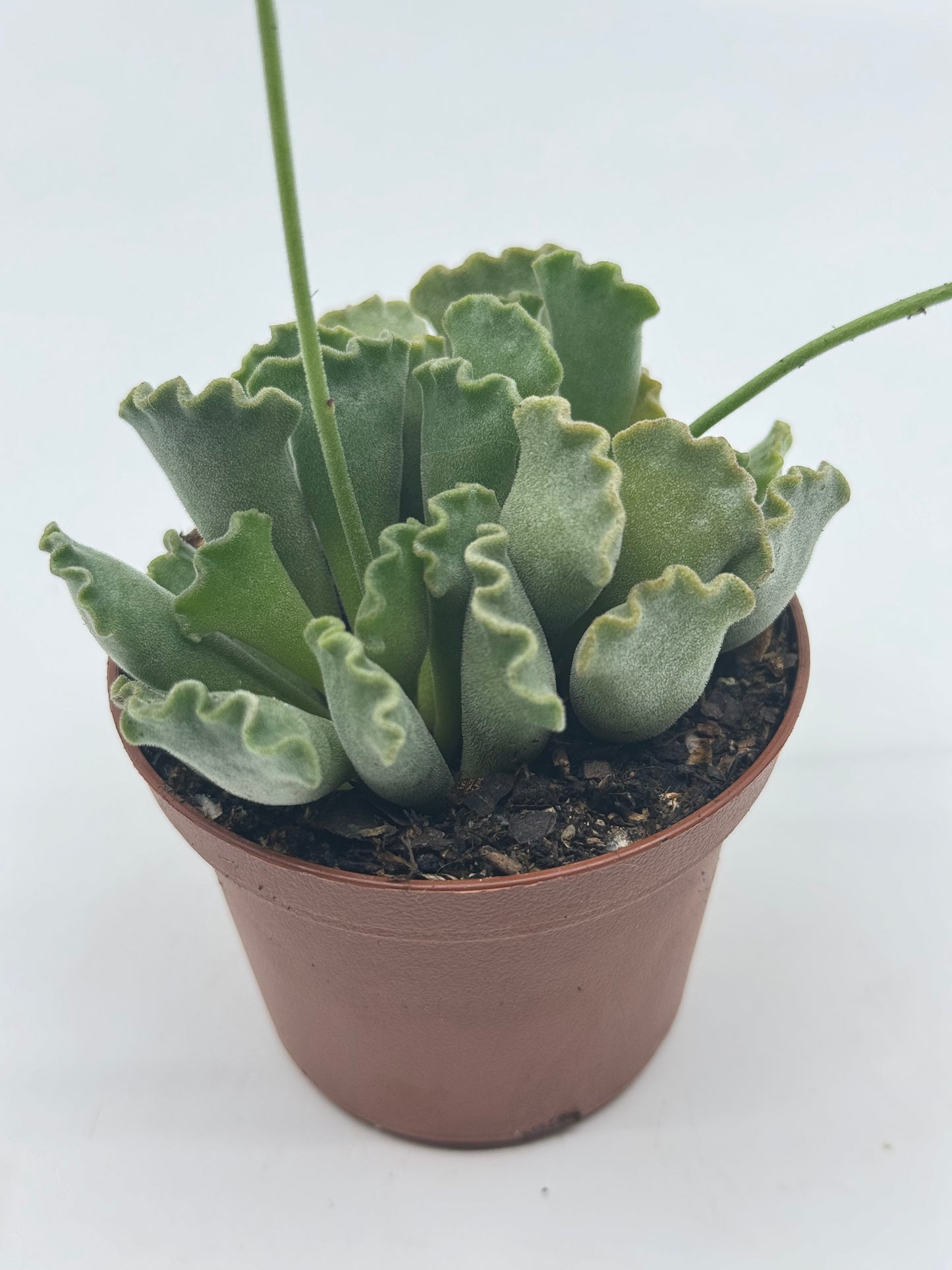 Adromischus cristatus 'Key Lime Pie'