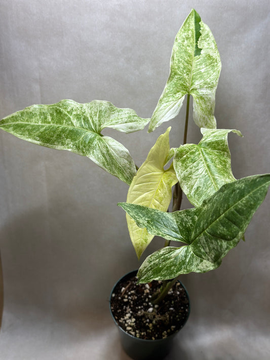 Syngonium podophyllum 'Batik' variegata