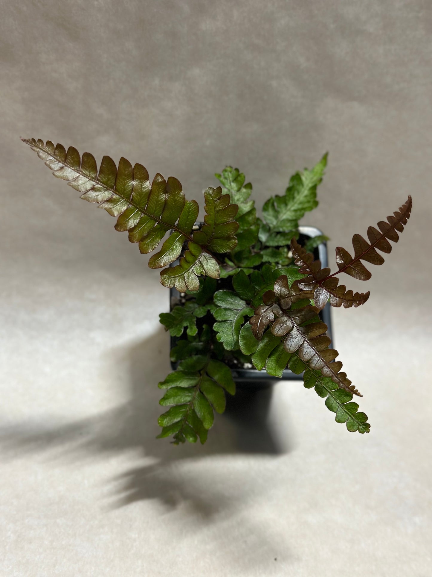 Pteris quadriaurita 'Tricolor'