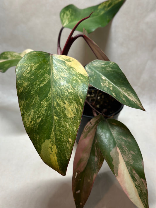 Philodendron 'Strawberry Shake'