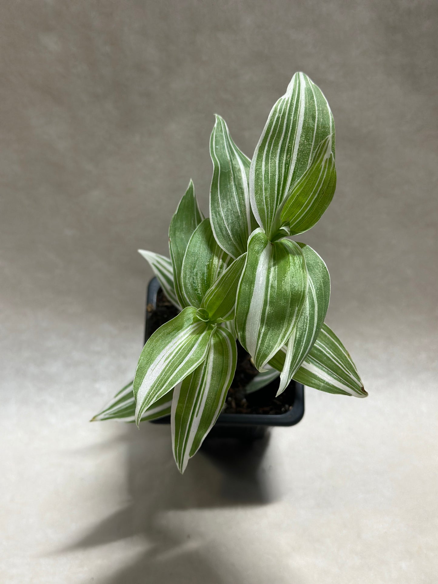 Tradescantia fluminensis 'Albovittata'