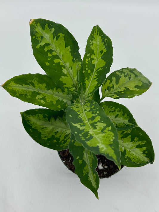 Aglaonema pictum 'Tricolor'