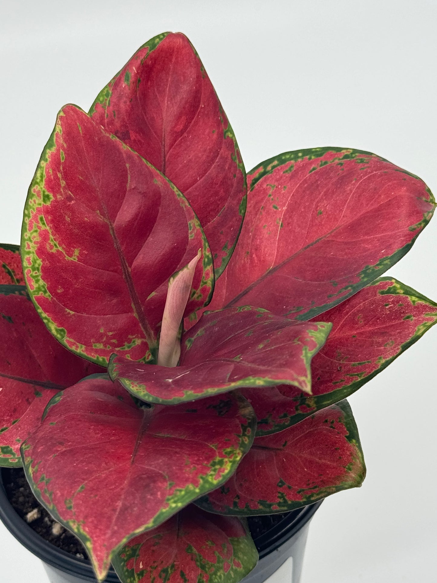 Aglaonema sp. 'Black Maroon'