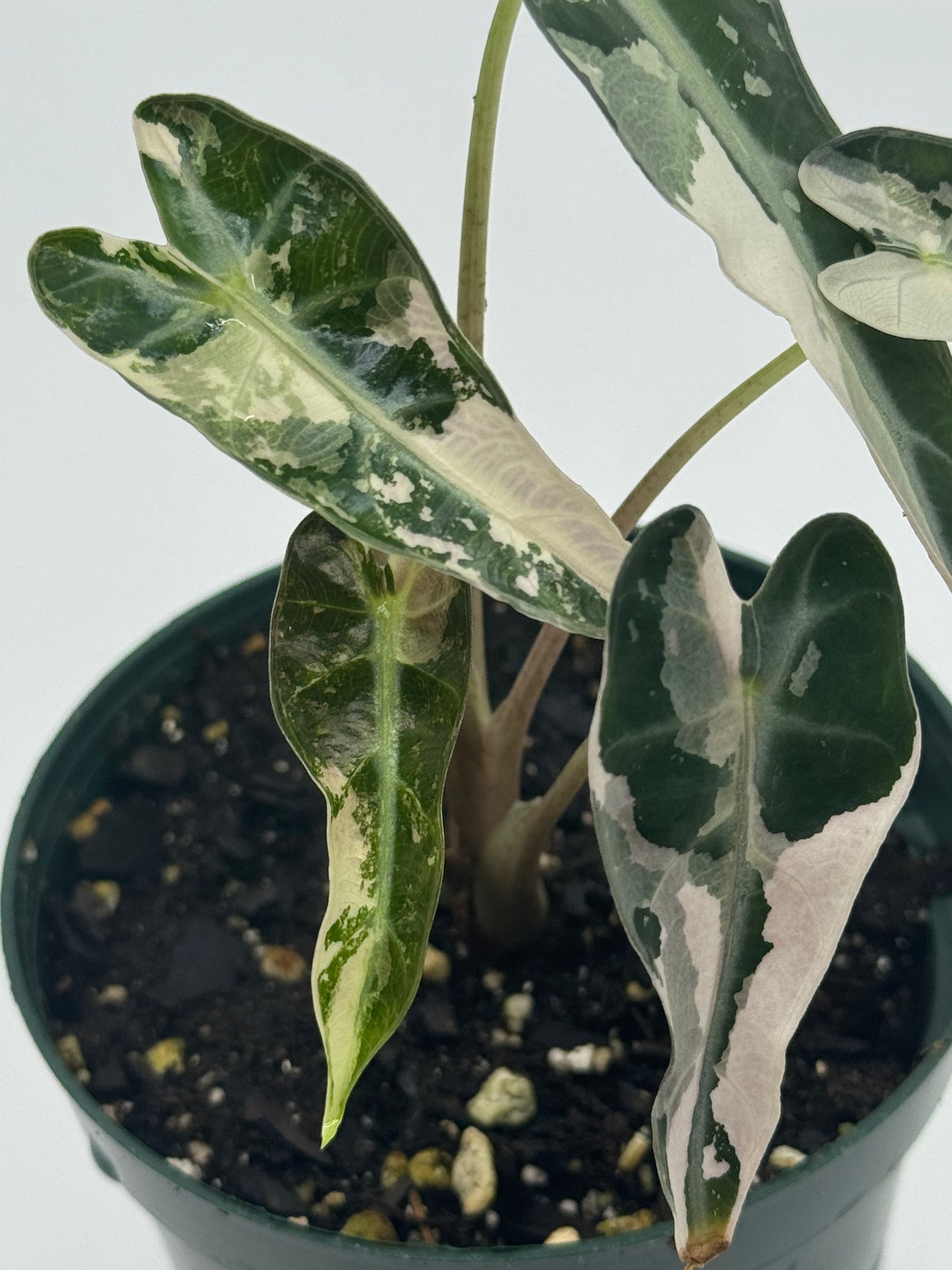 Alocasia bambino 'Pink'