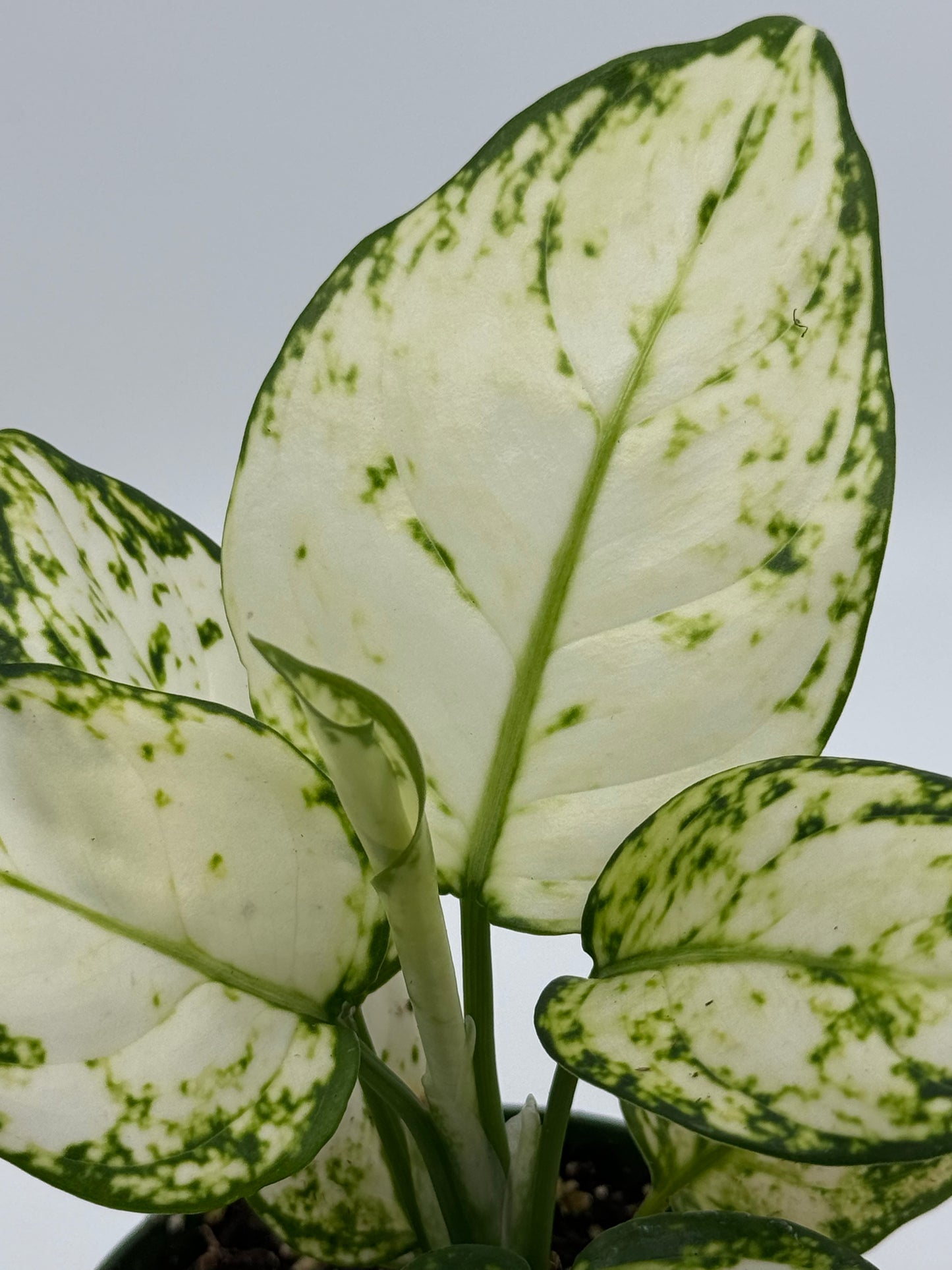 Aglonema sp. 'Super White'