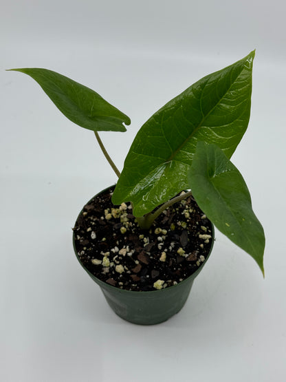 Alocasia scalprum