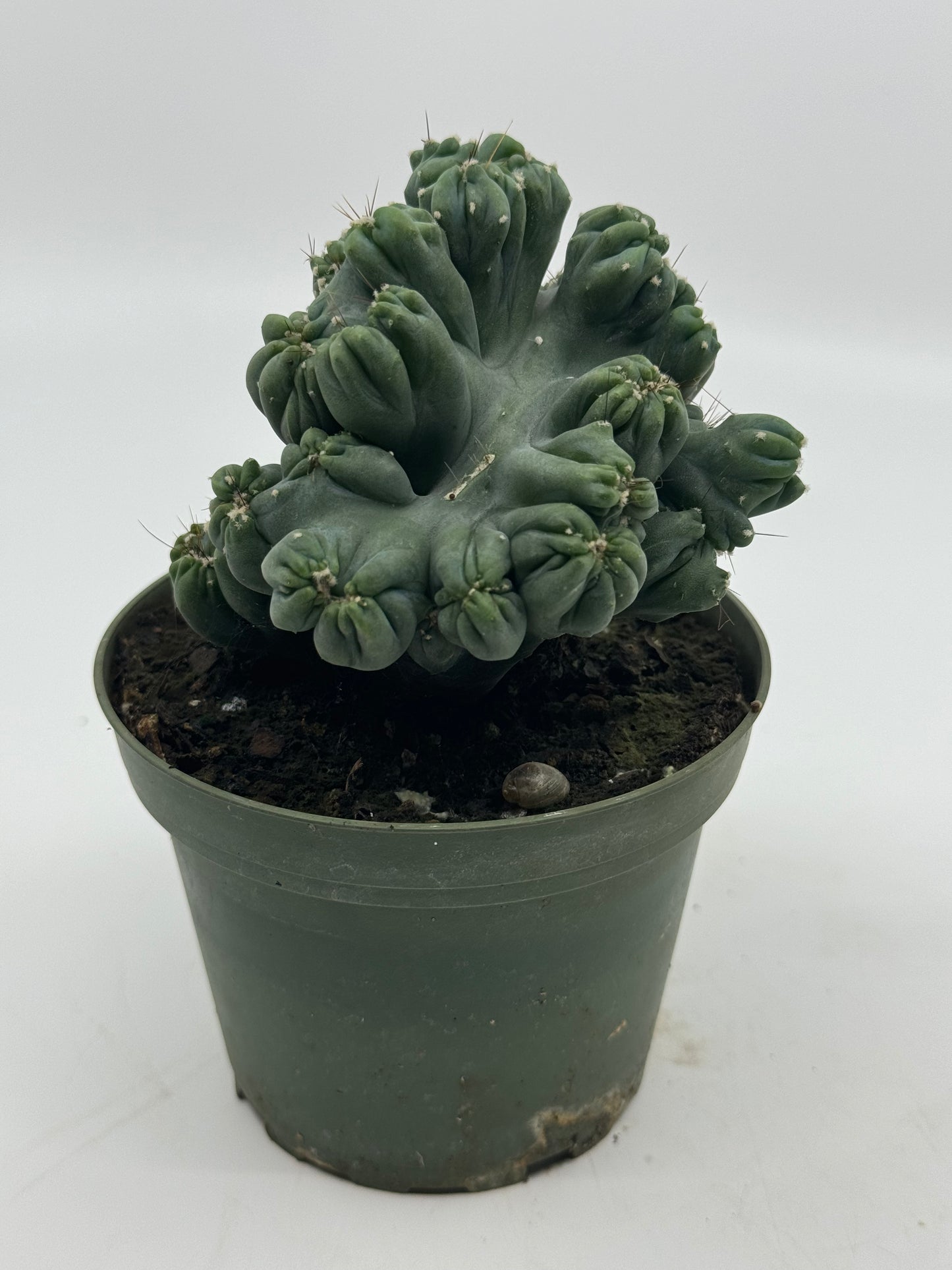 Cereus forbesii "Ming Thing"