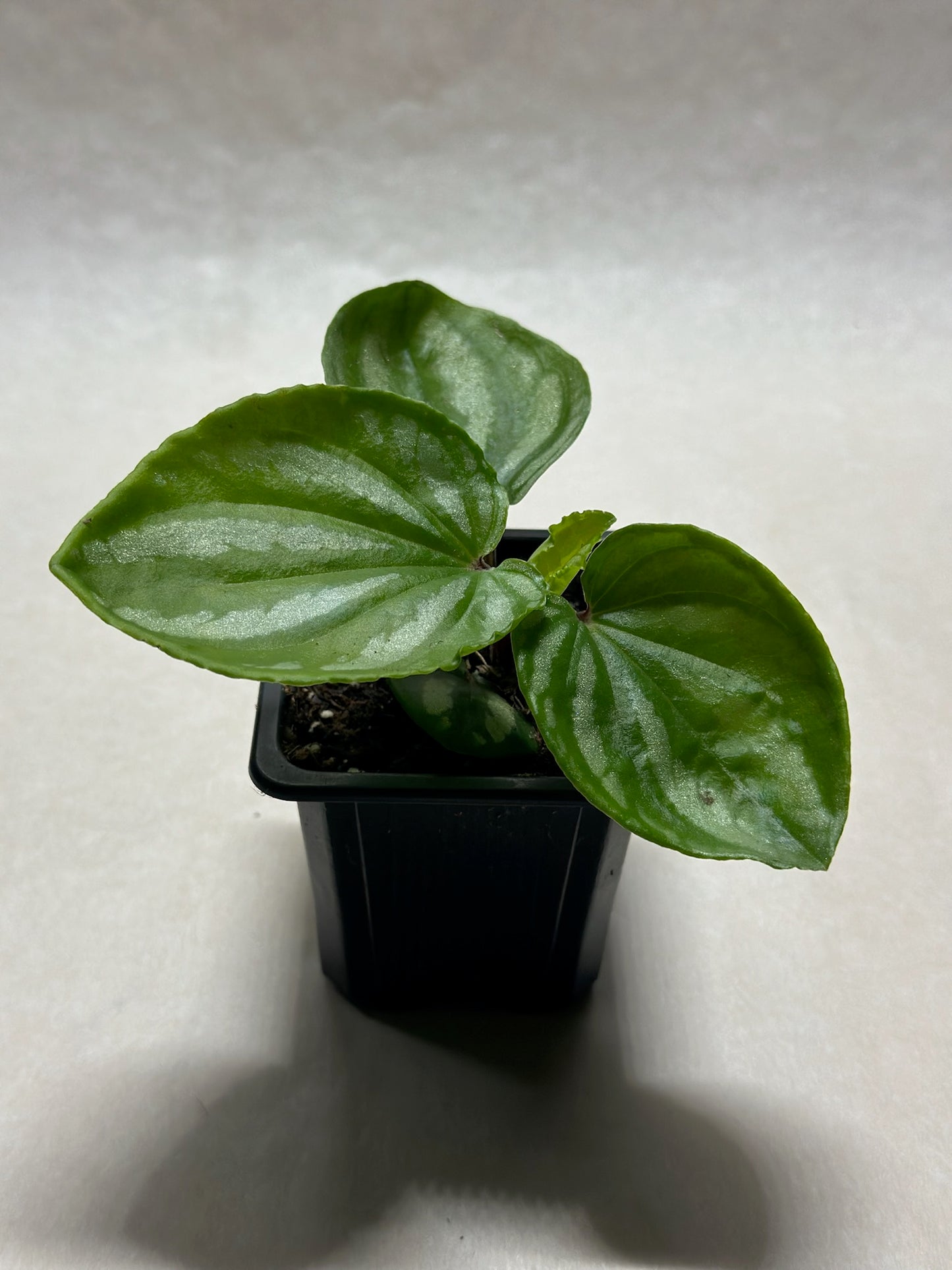 Peperomia 'Ecuador'