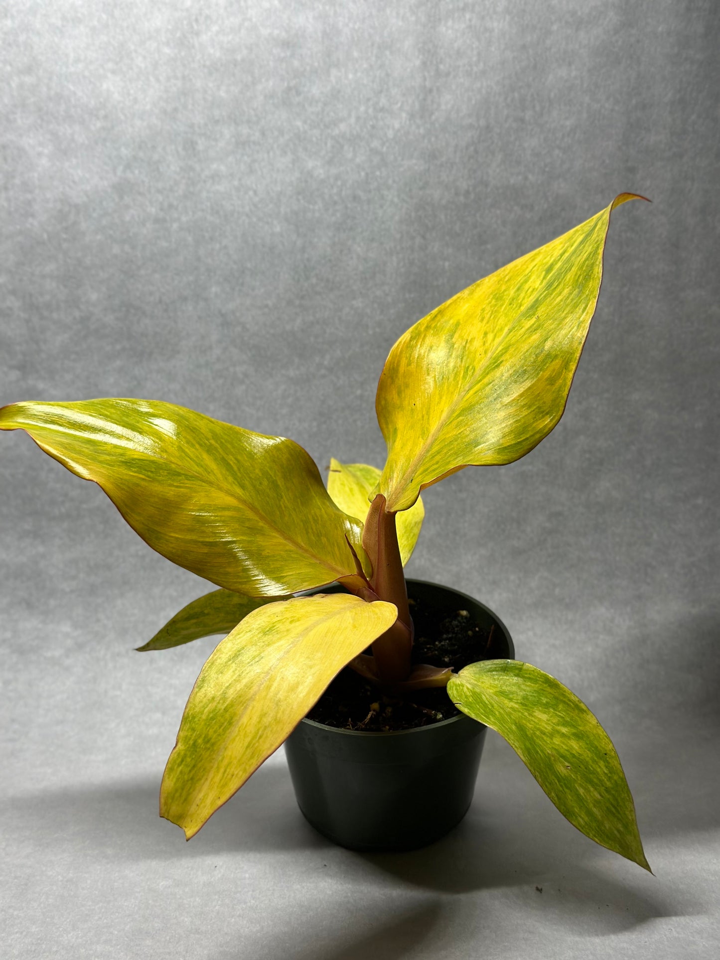 Philodendron 'Orange Marmalade'