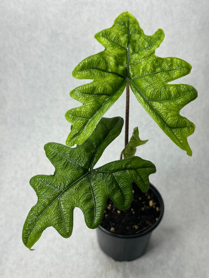 Alocasia tandurusa 'Jacklyn'