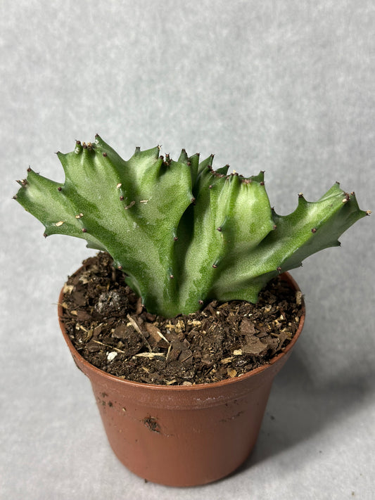 Euphorbia lactea var. f. cristata