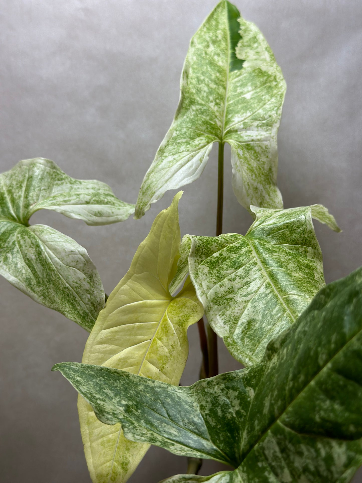 Syngonium podophyllum 'Batik' variegata