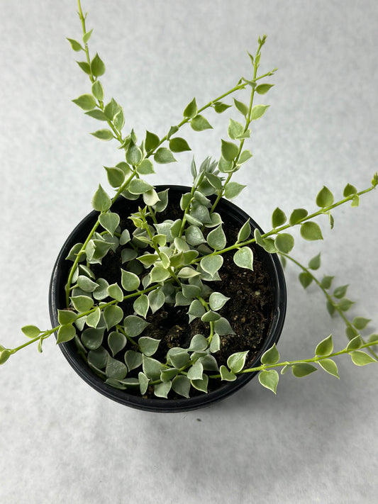 Dischidia ruscifolia "Million Hearts" variegata