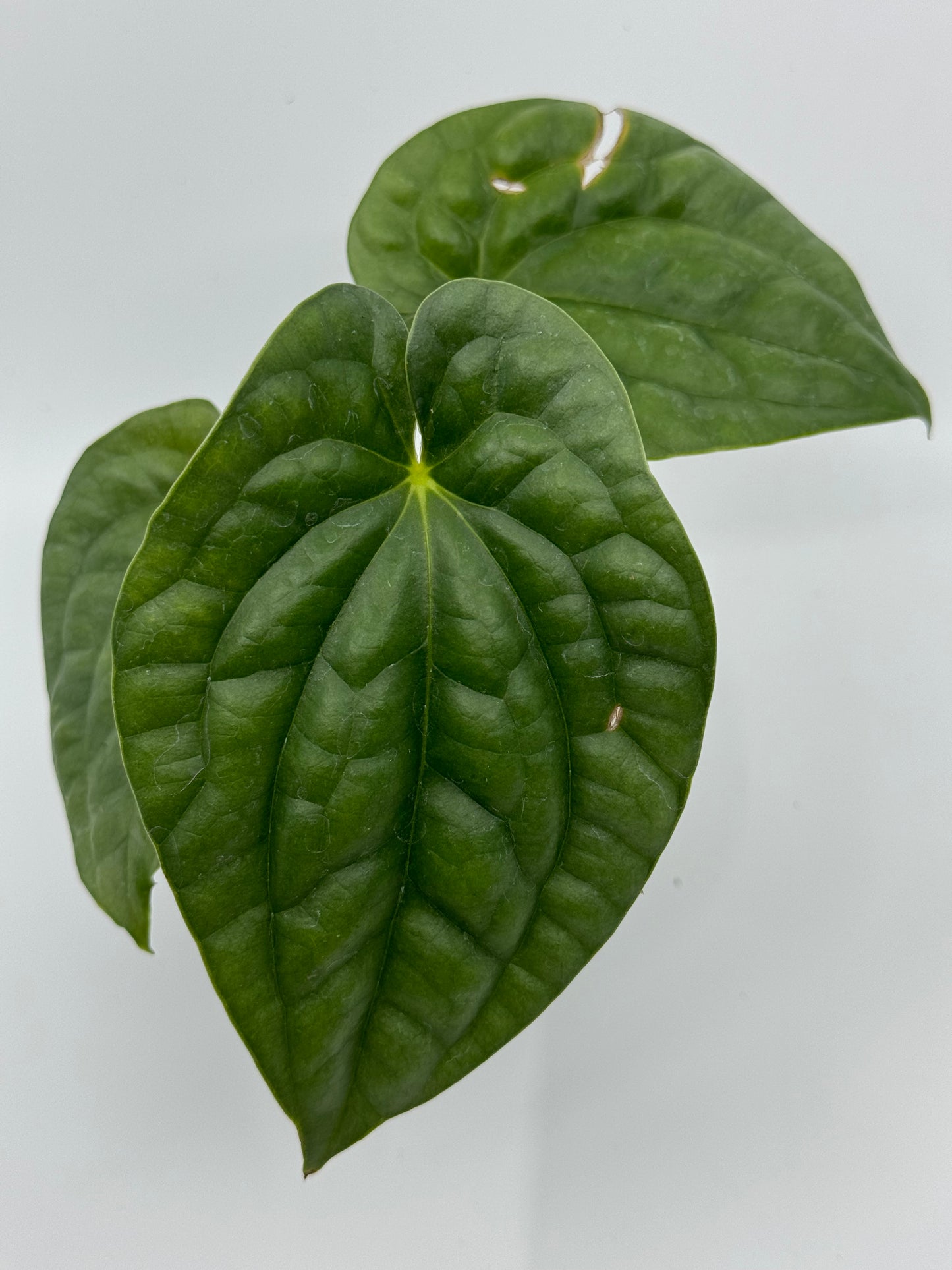 Anthurium luxurians 'Platinum'