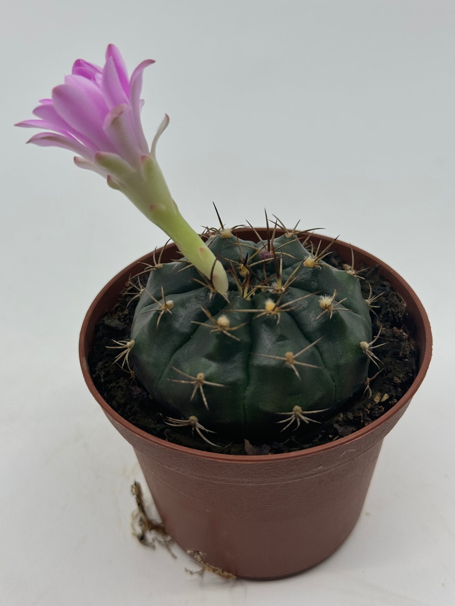 Gymnocalycium rotundulum aff.