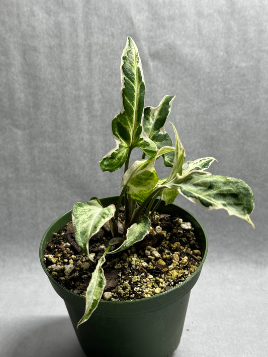 Syngonium podophyllum 'Starlite'