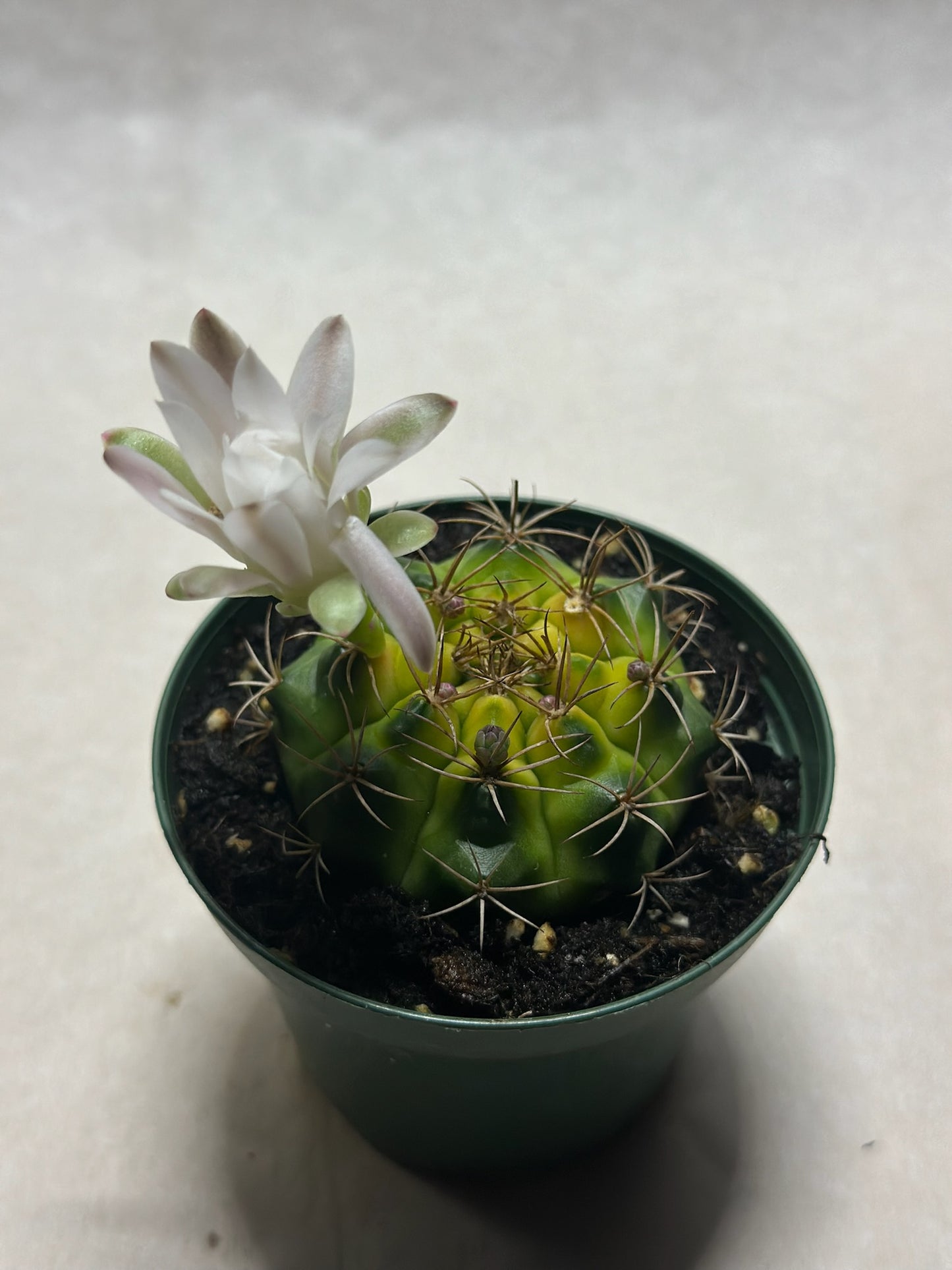 Gymnocalycium mihanovichii variegata