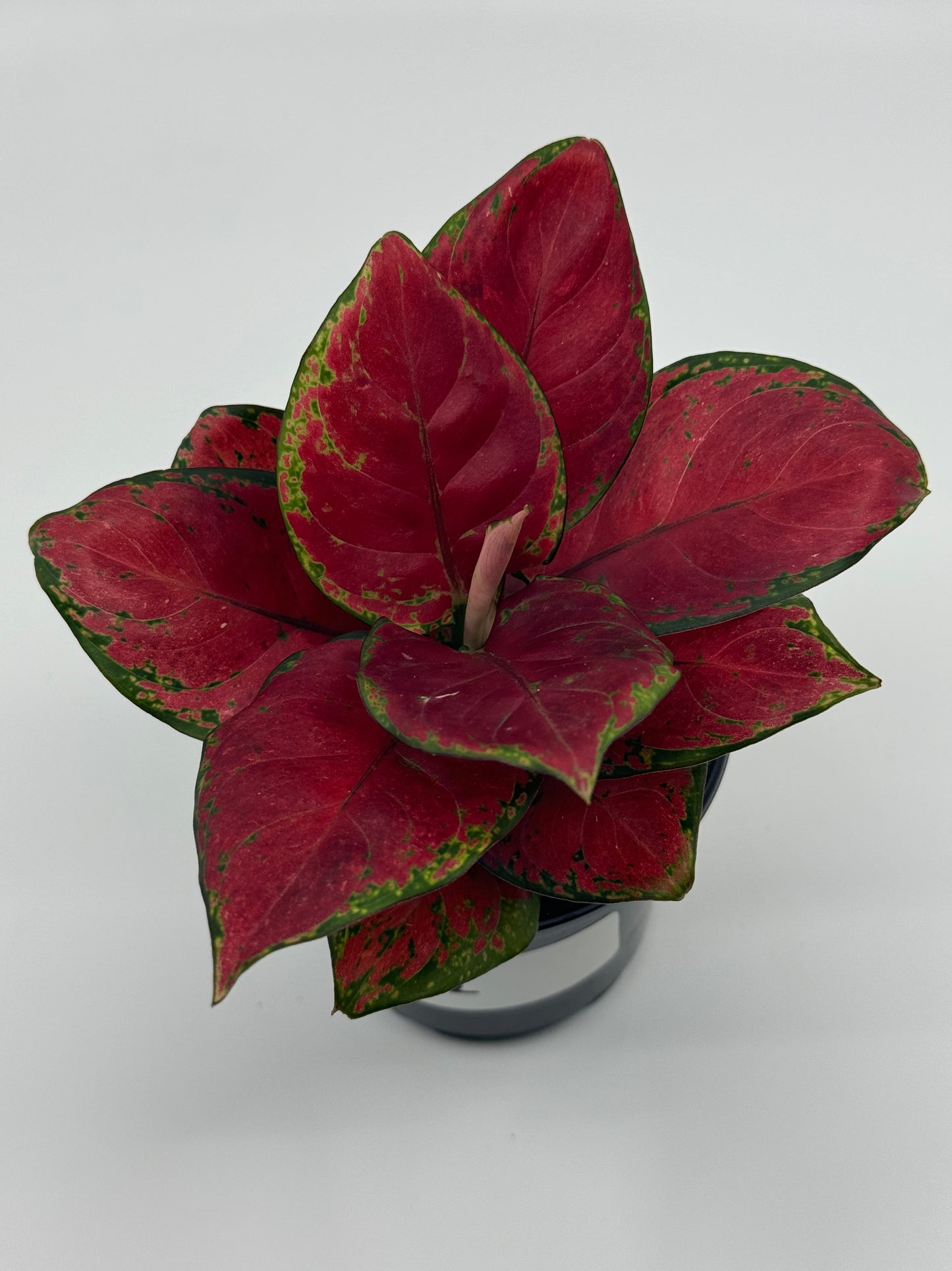 Aglaonema sp. 'Black Maroon'