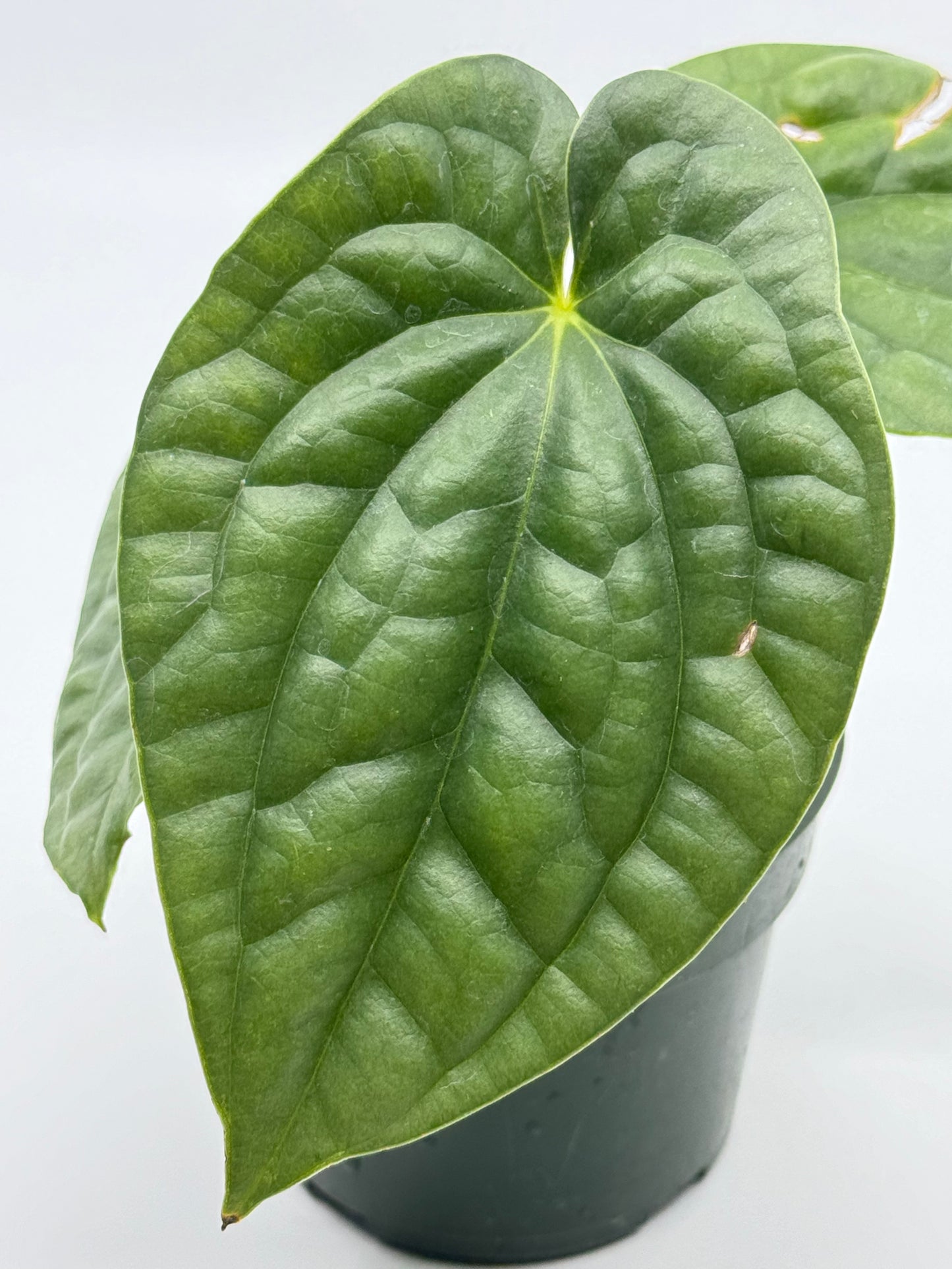 Anthurium luxurians 'Platinum'