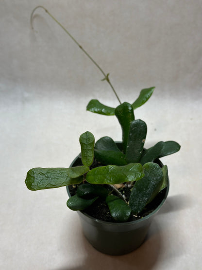 Hoya rotundiflora