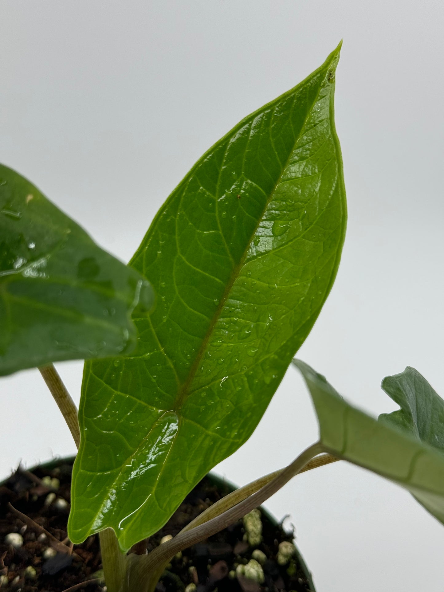 Alocasia scalprum