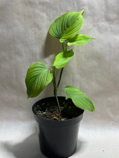 Philodendron fibraecataphyllum