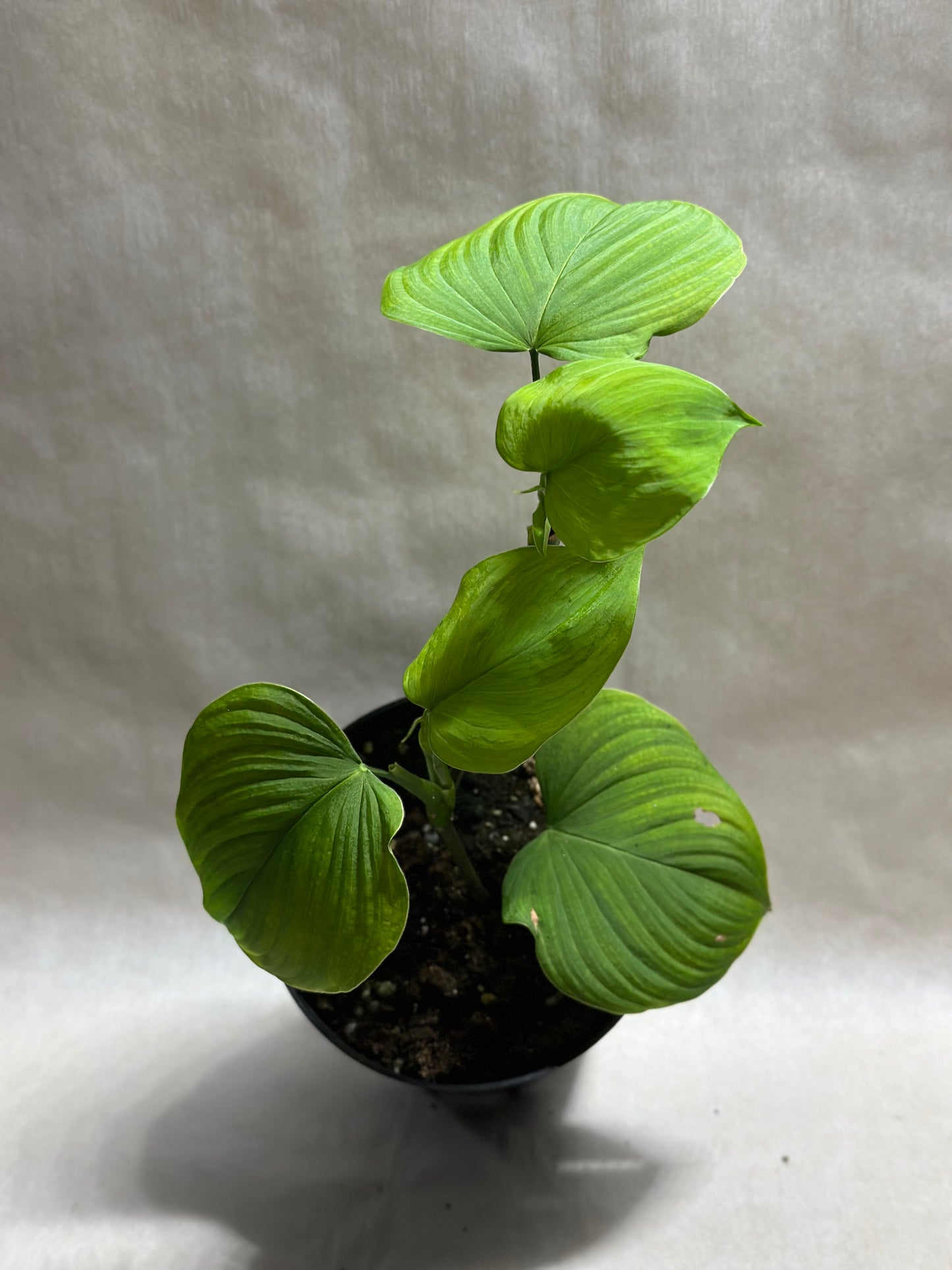 Philodendron fibraecataphyllum