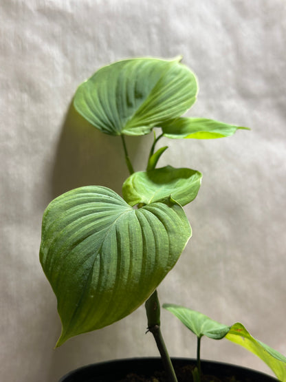 Philodendron fibraecataphyllum