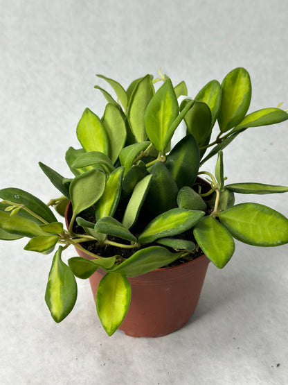 Hoya sp. aff burtoniae 'DS-70' variegata