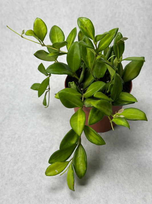 Hoya sp. aff burtoniae 'DS-70' variegata