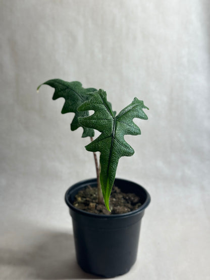 Alocasia tandurusa 'Jacklyn'