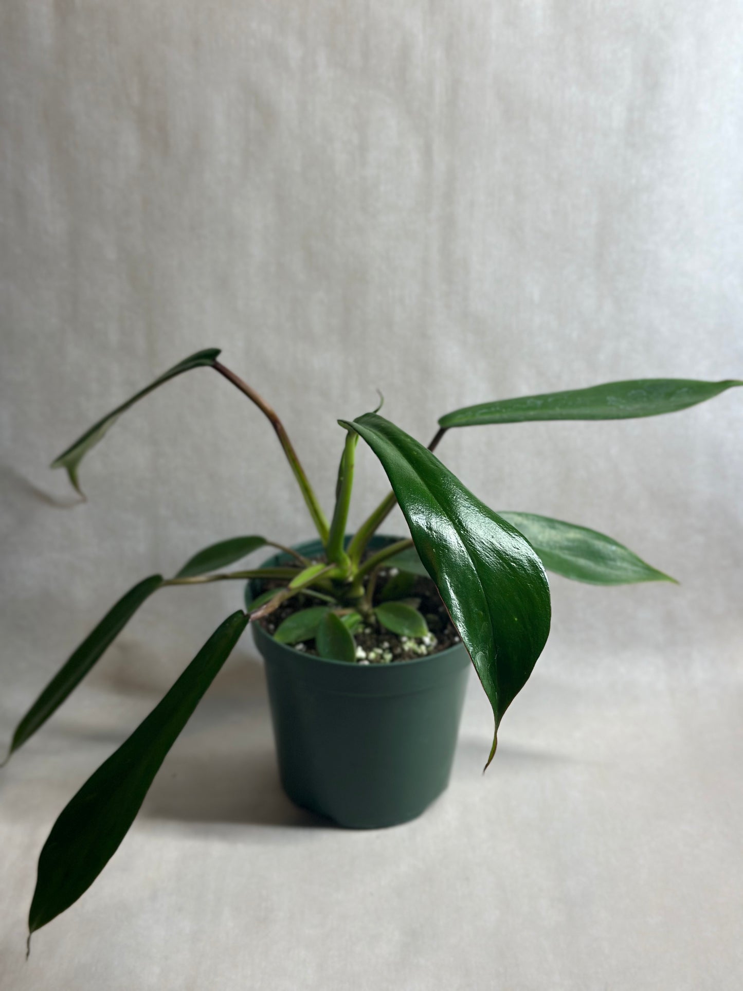 Philodendron joepii