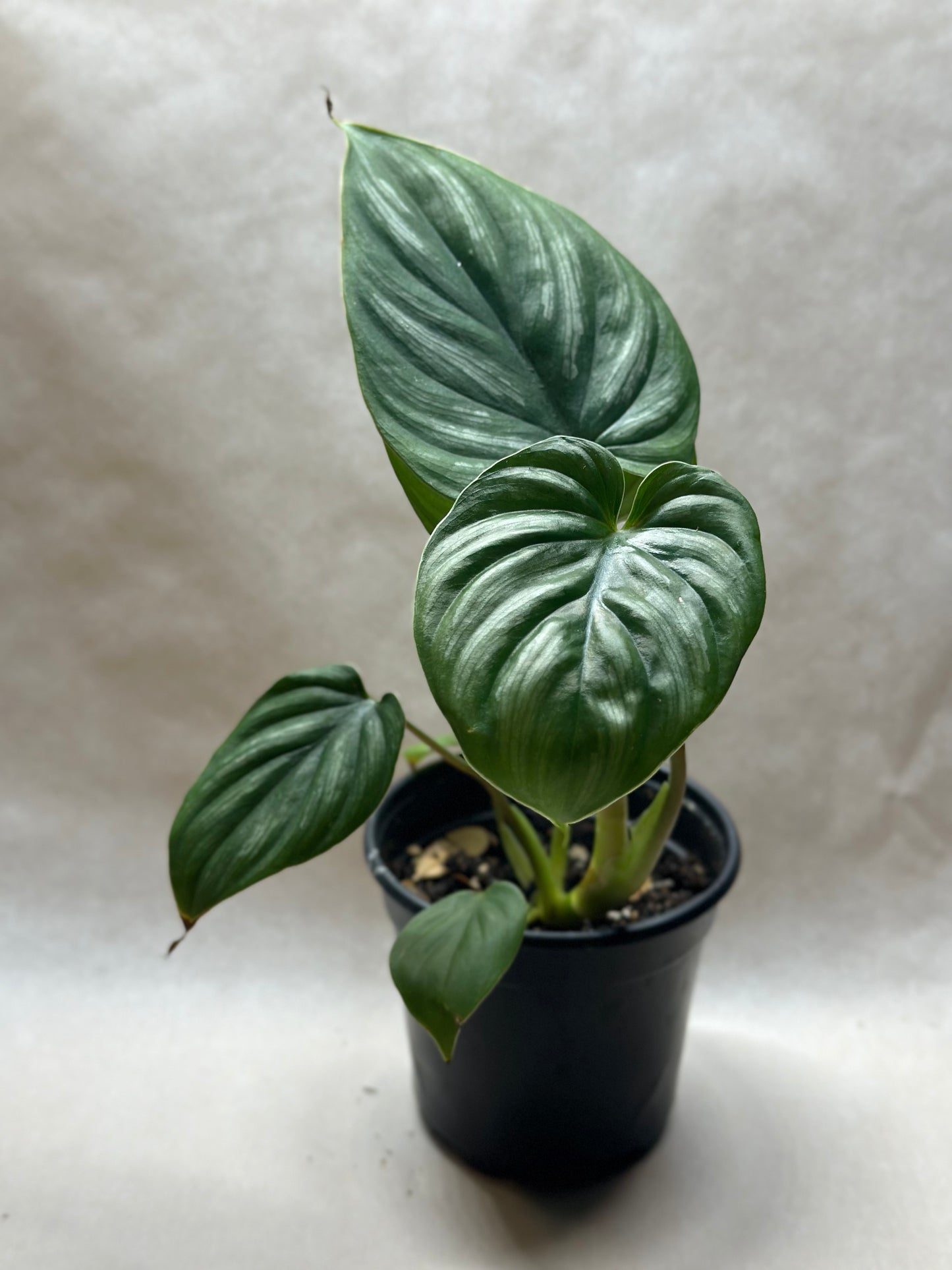 Philodendron plowmanii