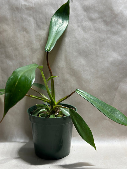 Philodendron joepii