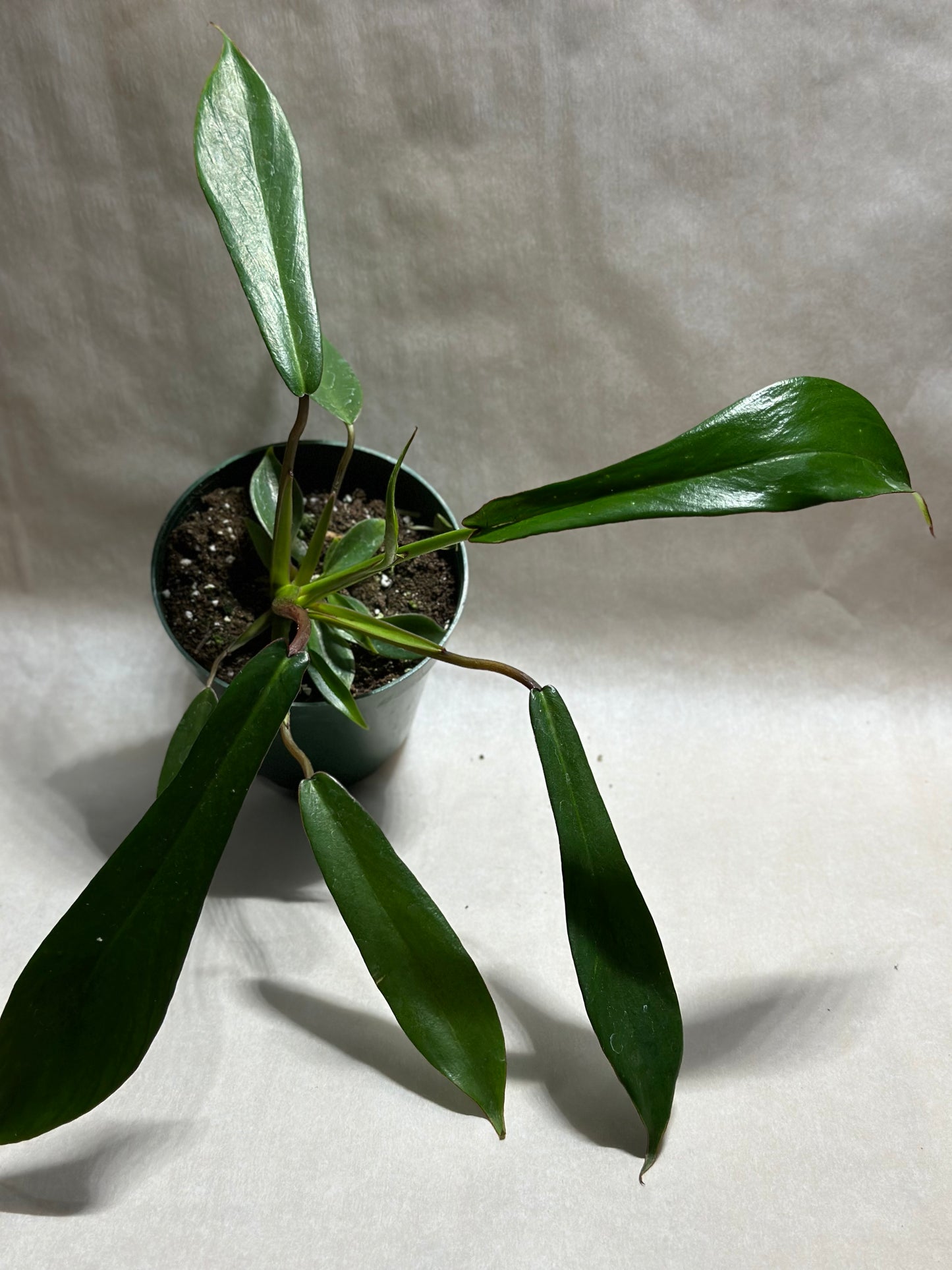 Philodendron joepii