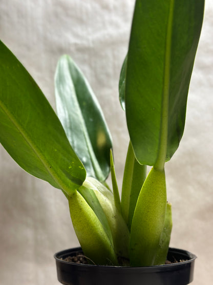 Philodendron martianum "Fat Boy"