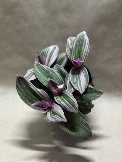 Tradescantia 'Nanouk'