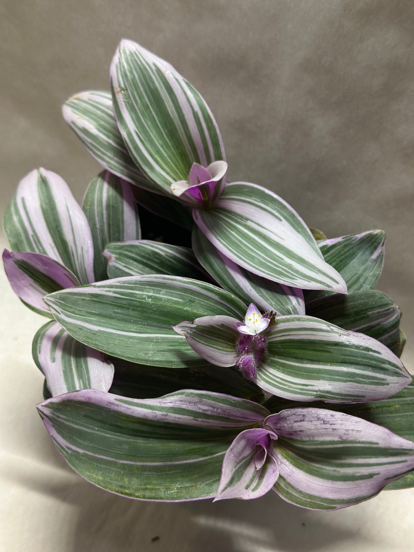 Tradescantia 'Nanouk'