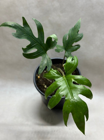 Alocasia brancifolia