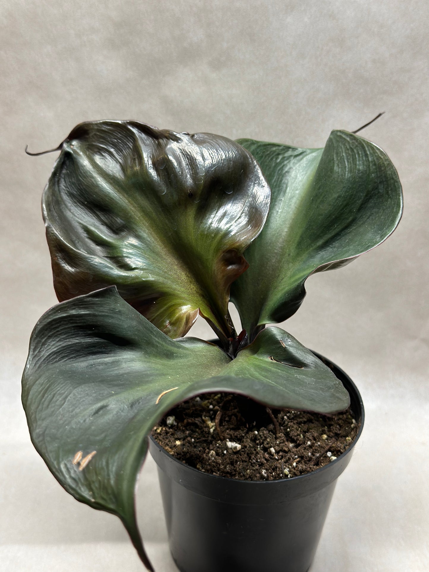 Philodendron 'Red Heart'