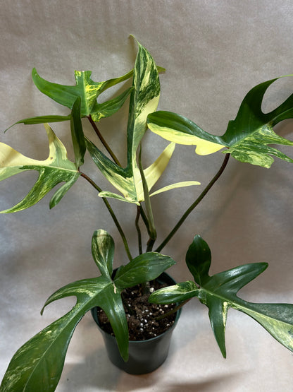 Philodendron 'Florida Beauty'