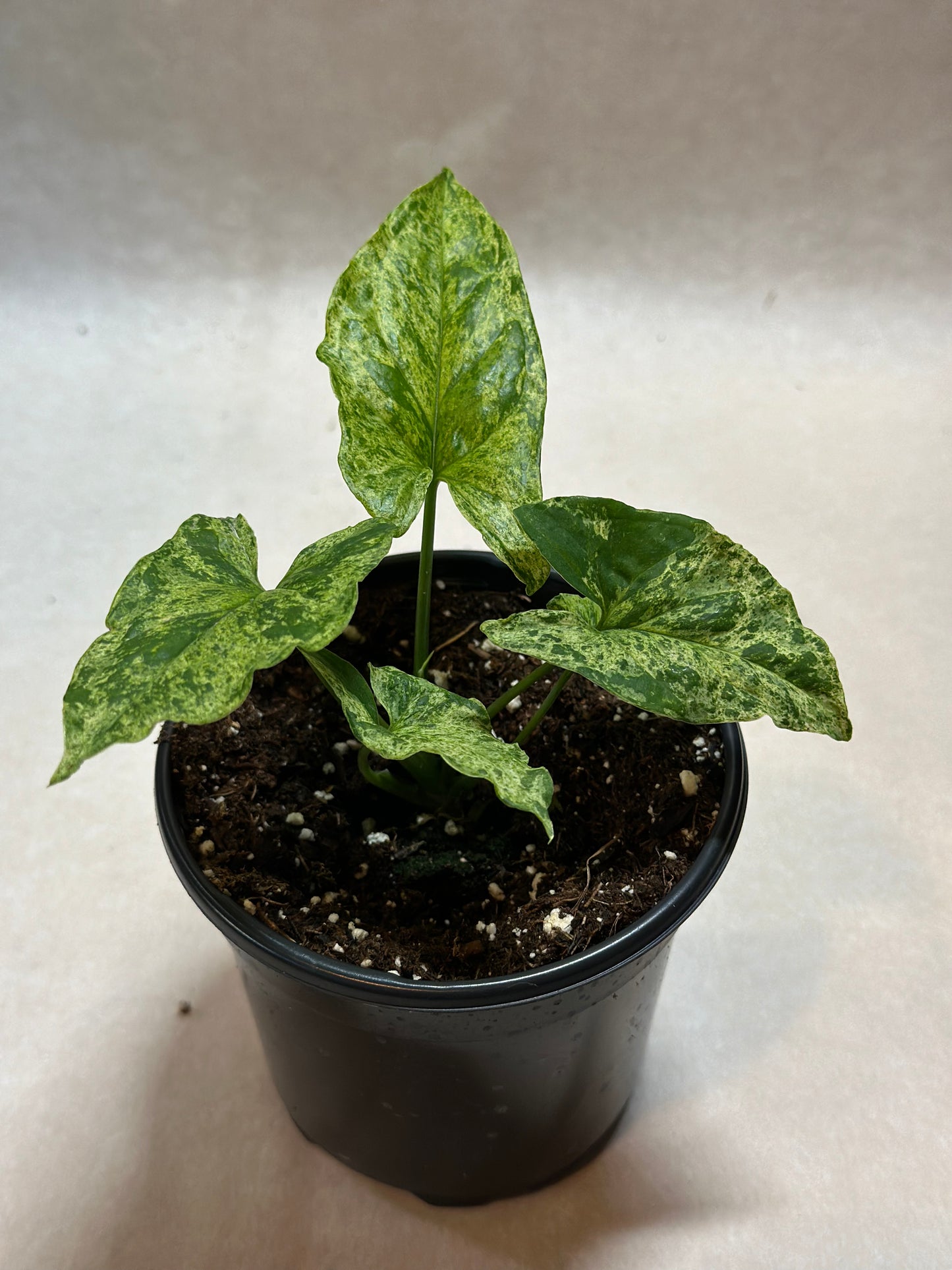 Syngonium podophyllum 'Mojito'