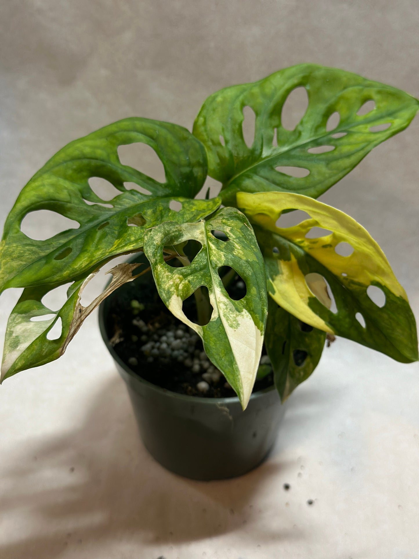 Monstera adansonii 'Wide' aurea variegata