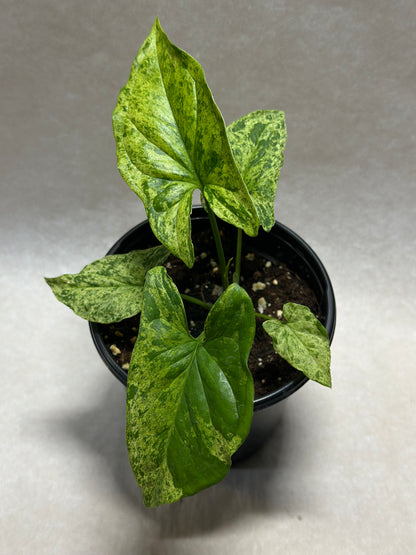 Syngonium podophyllum 'Mojito'