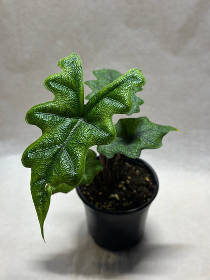 Alocasia tandurusa 'Jacklyn'