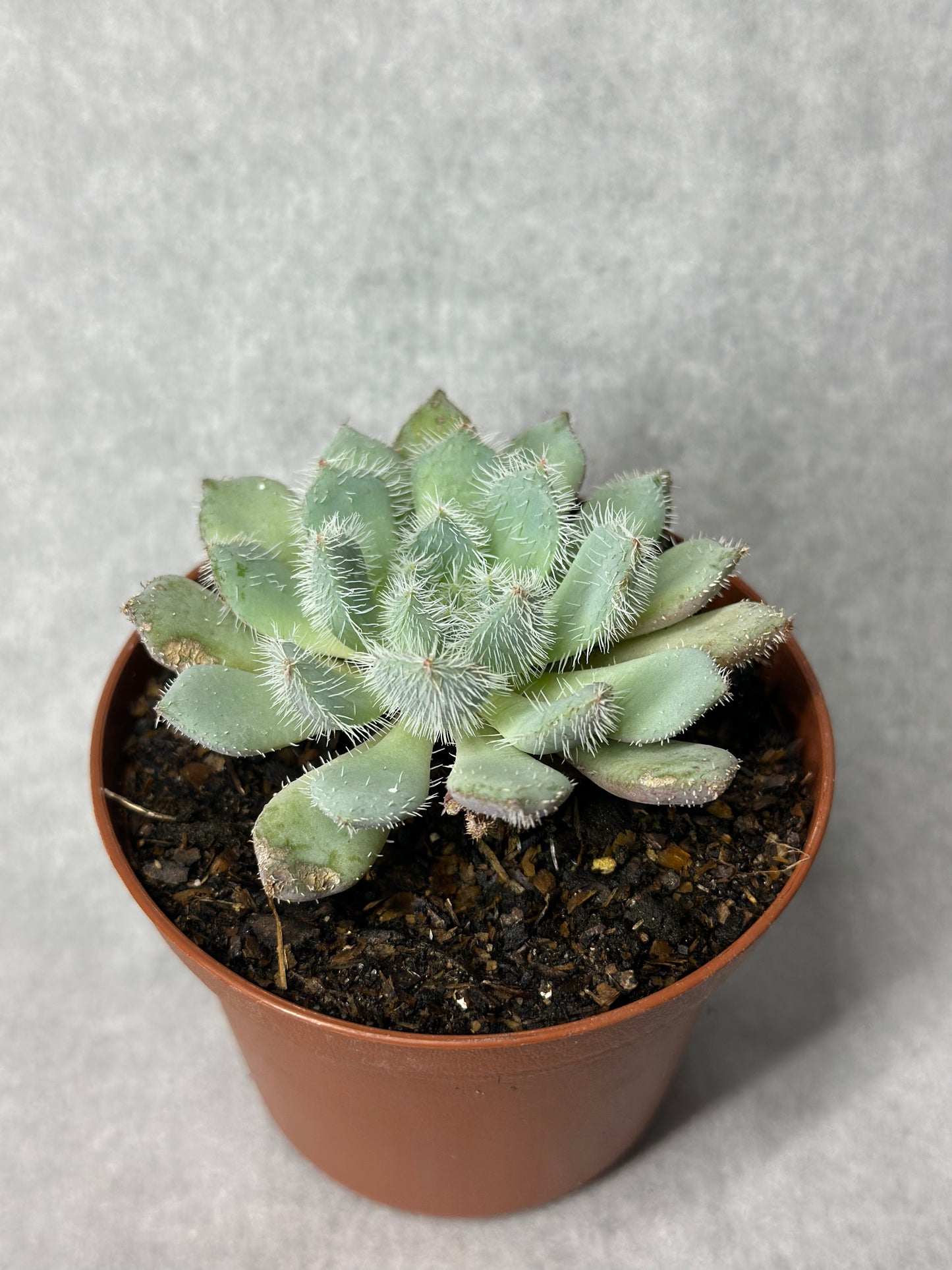 Echeveria setosa var. minor 'Mexican Firecracker'